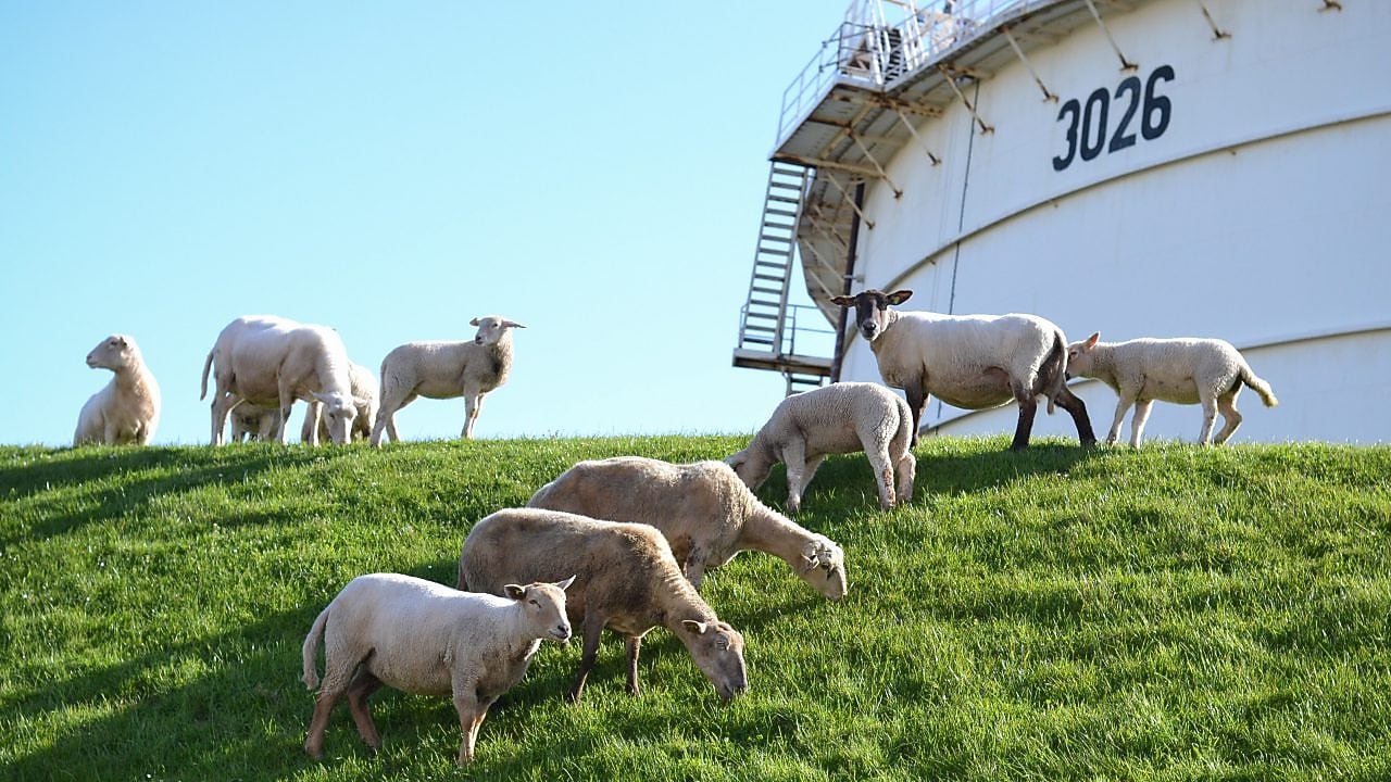 De schapen op Europoort