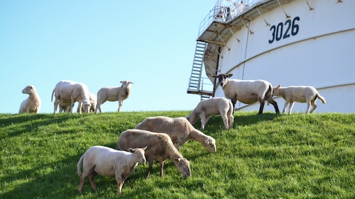 De schapen op Europoort