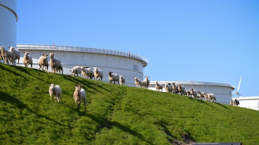De schapen op Europoort