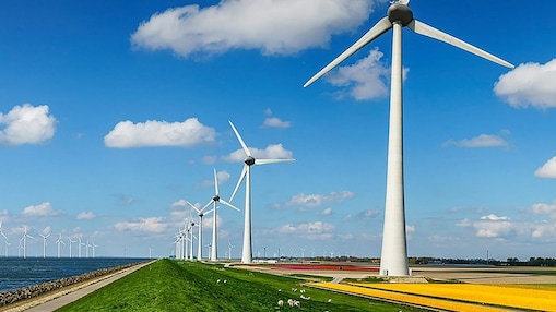 Windmolens en bloembollen