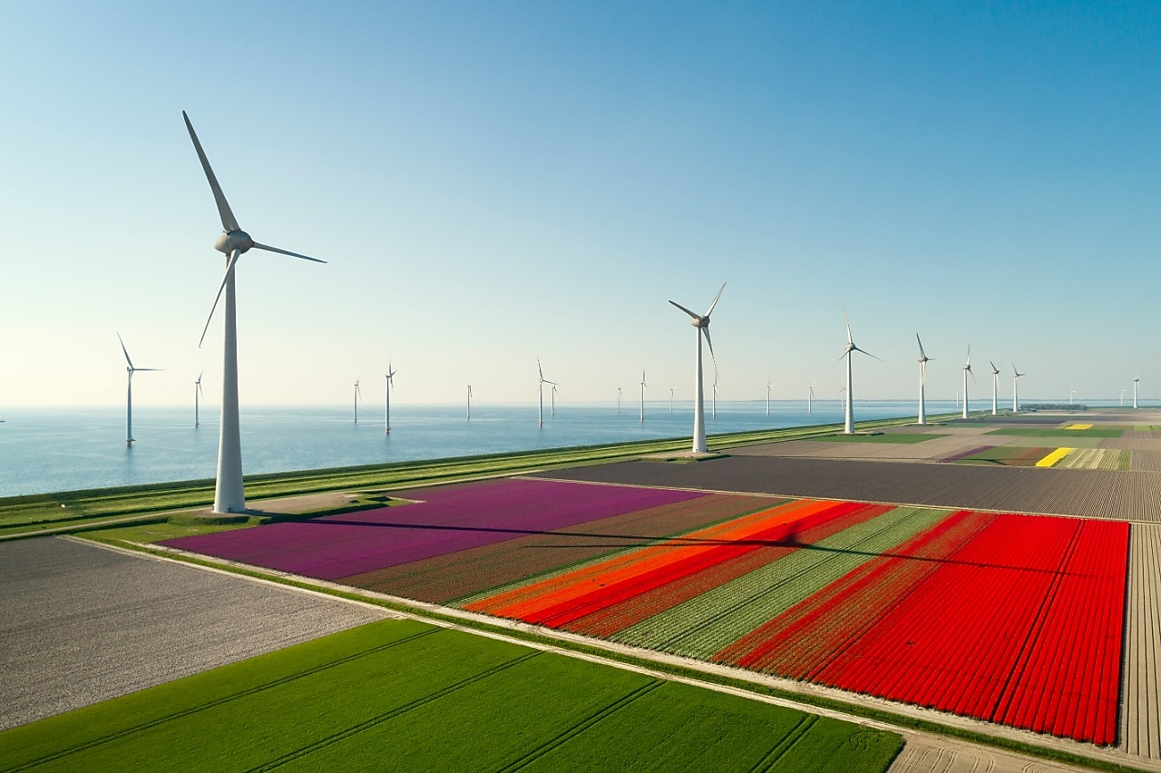 Wind turbines and flower fields of the Netherlands