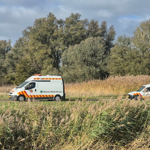 De dierenambulances met de reeën arriveren op 26 oktober op het terrein van Shell in Moerdijk (Foto: Shell Chemicals Park Moerdijk)