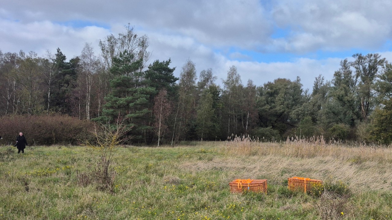 De manden met de reeën in het hoge gras (Foto: Shell Chemicals Park Moerdijk)