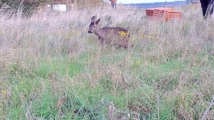 Een ree na loslating in het hoge gras (Foto: Shell Chemicals Park Moerdijk)