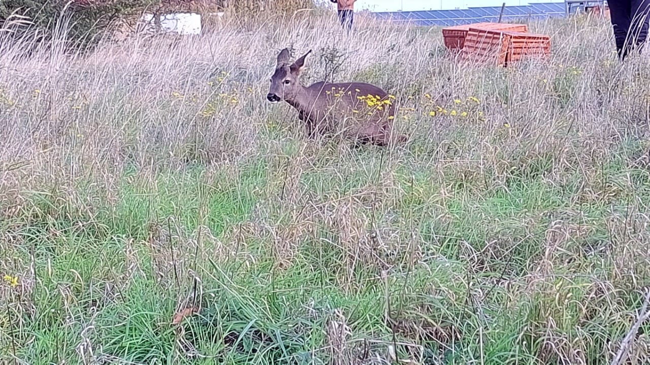 Een ree na loslating in het hoge gras (Foto: Shell Chemicals Park Moerdijk)