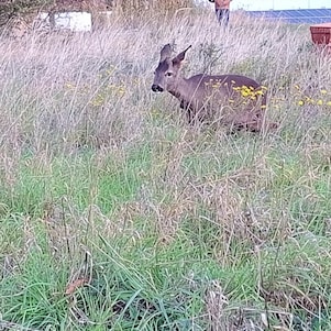 Een ree na loslating in het hoge gras (Foto: Shell Chemicals Park Moerdijk)