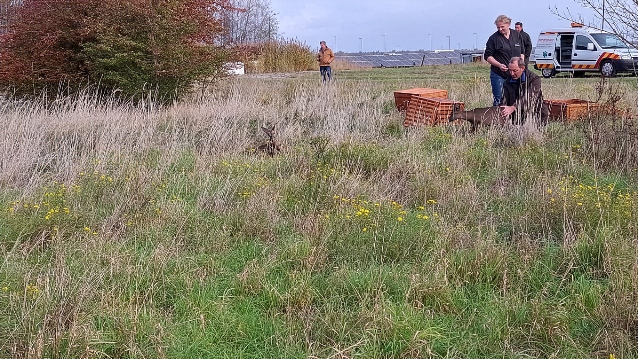 Medewerkers van de dierenopvang laten de reeën los op het Shell-terrein in Moerdijk (Foto: Shell Chemicals Park Moerdijk)
