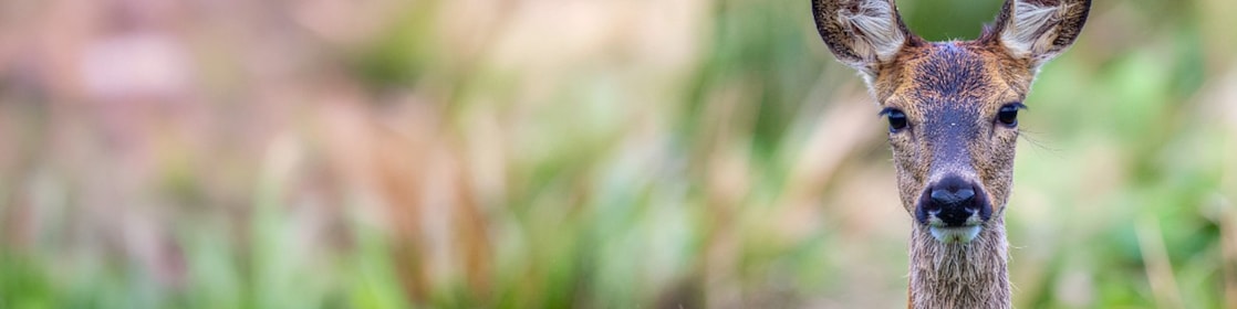 Een ree met een natuurlijke achtergrond (Foto: AI-gegenereerd beeld met Adobe Firefly)