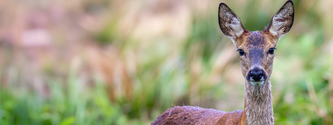 Een ree met een natuurlijke achtergrond (Foto: AI-gegenereerd beeld met Adobe Firefly)