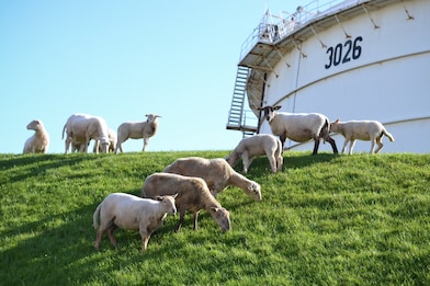 Schapen op Europoort, 2023