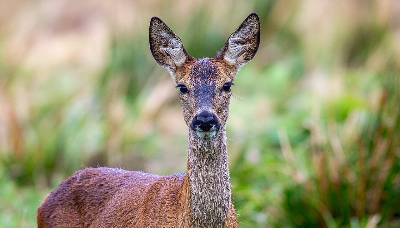 Een ree met een natuurlijke achtergrond (Foto: AI-gegenereerd beeld met Adobe Firefly)