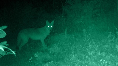 Nachtkijken(Foto: Getty Images)