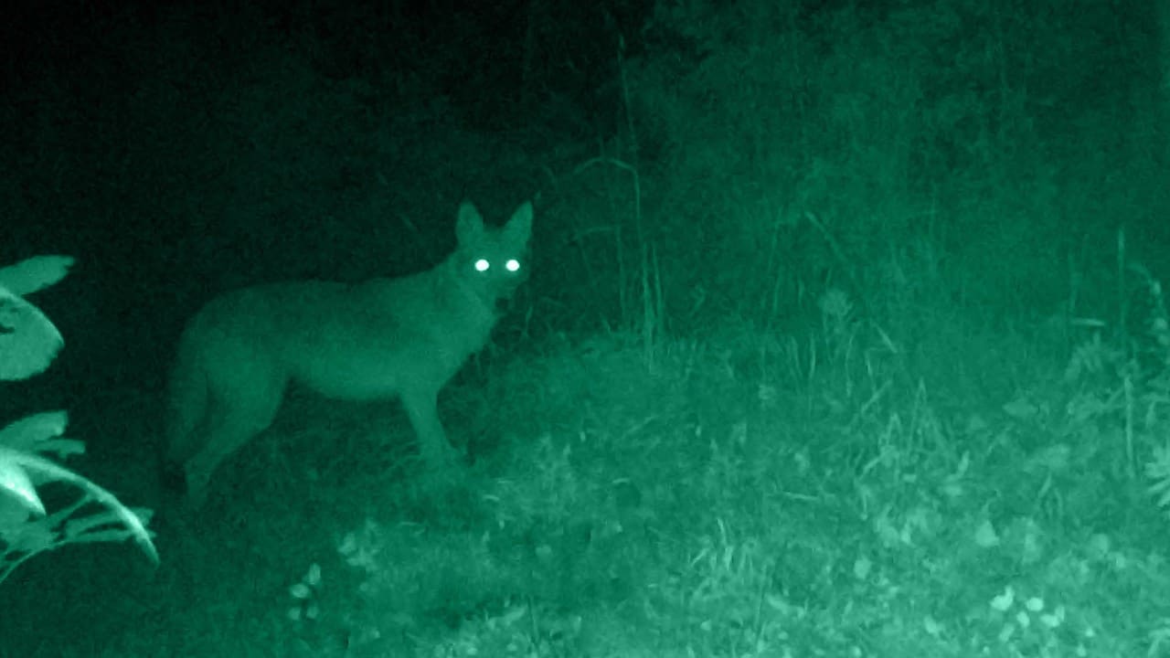 Nachtkijken (Beeld: Getty Images)