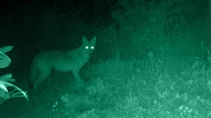 Nachtkijken (Beeld: Getty Images)