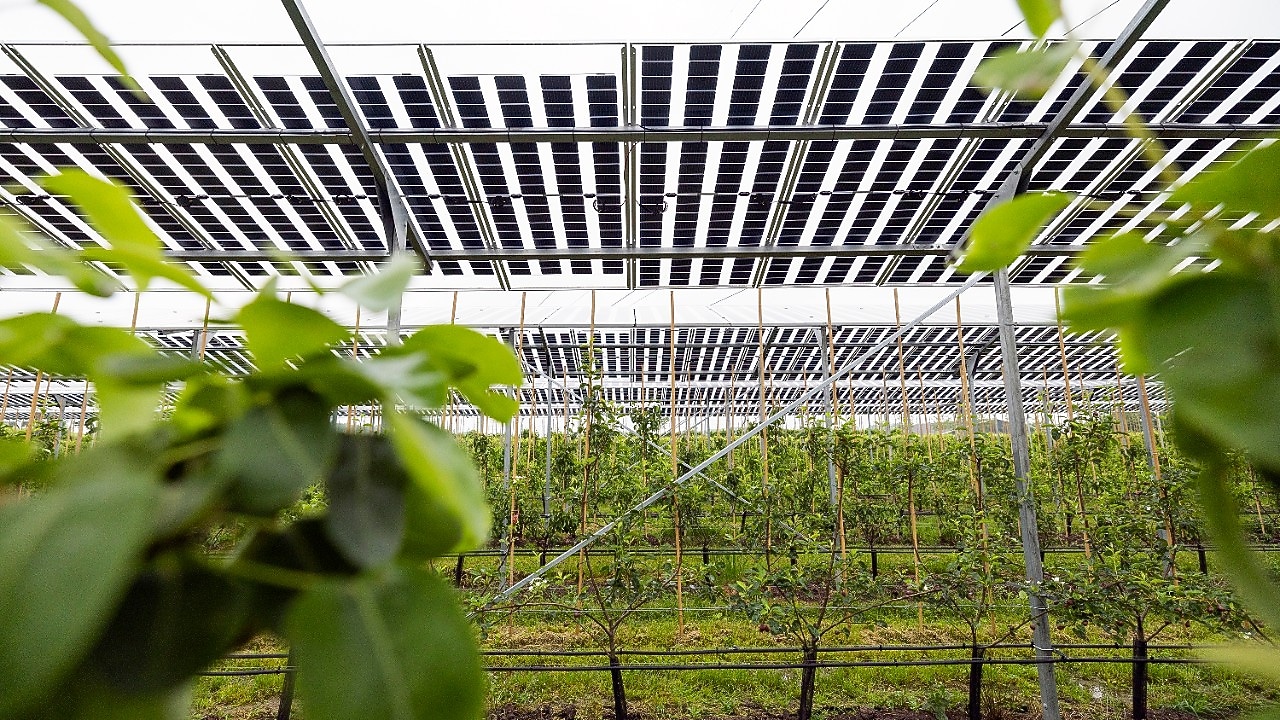 Sinds dit jaar heeft de fruitteler uit Papendrecht deze transparante zonnepanelen boven een aantal rijen jonge perenbomen geplaatst. (Foto: Jiri Büller)