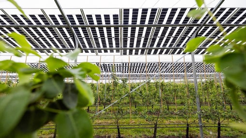 Sinds dit jaar heeft de fruitteler uit Papendrecht deze transparante zonnepanelen boven een aantal rijen jonge perenbomen geplaatst. (Foto: Jiri Büller)