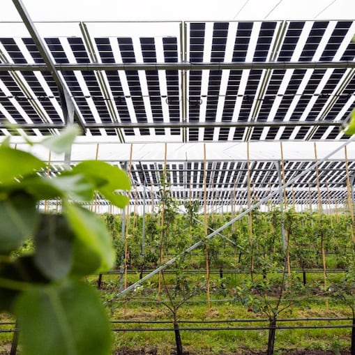 Sinds dit jaar heeft de fruitteler uit Papendrecht deze transparante zonnepanelen boven een aantal rijen jonge perenbomen geplaatst. (Foto: Jiri Büller)
