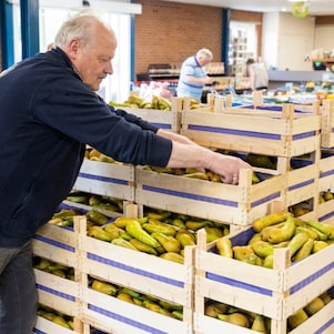 Met zijn grote handen ordent Van Os de mooiste peren in de bak (Foto: Jiri Büller)