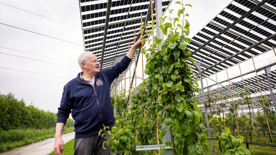 Fruitteler Johan van Os (Foto: Jiri Büller)