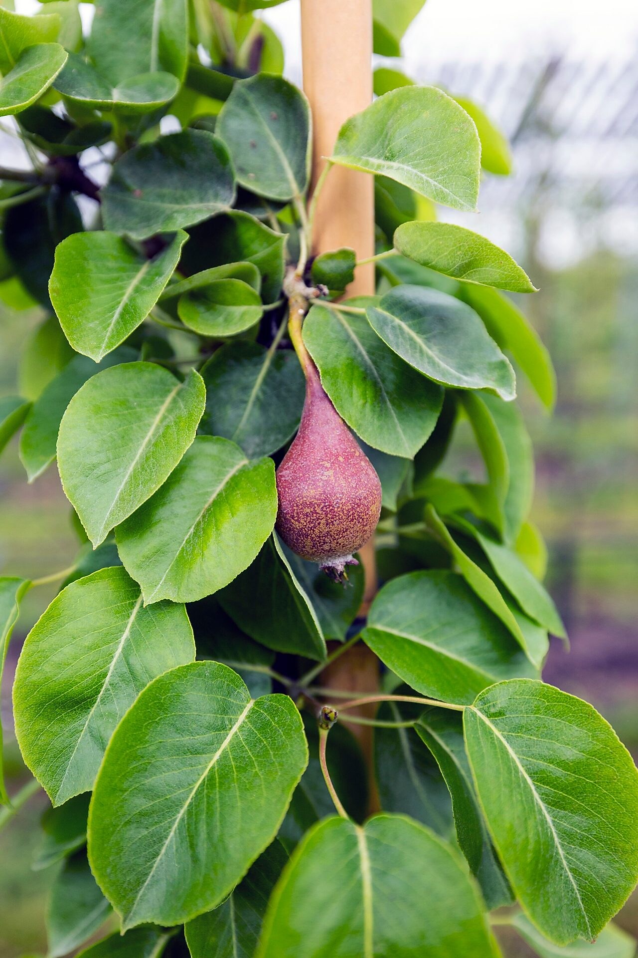 Een peer aan de boom. Uiteindelijk gaat het om de vraag: welke peer tiert het beste. "Dan ga je daarmee voort." (Foto: Jiri Büller)