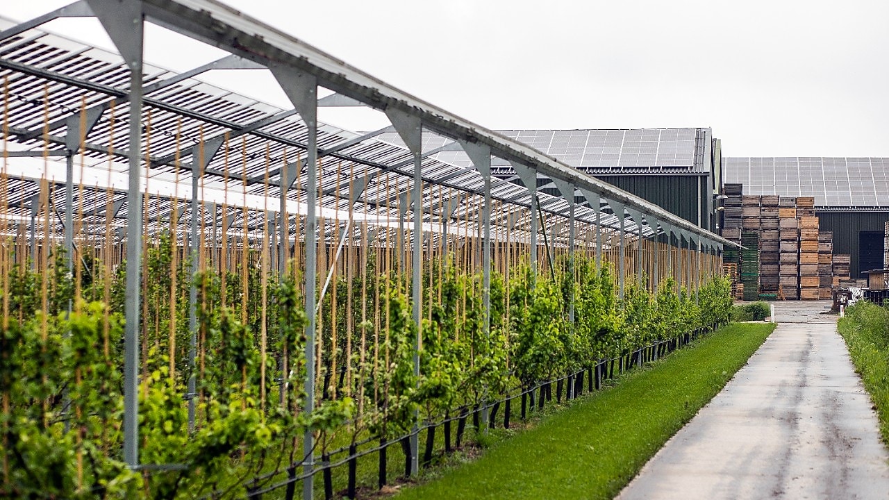 Onder de zes rijen panelen speelt de fruitteler met verschillende variabelen. Onder elke rij heeft hij een ander ras peren gezet (Foto: Jiri Büller)
