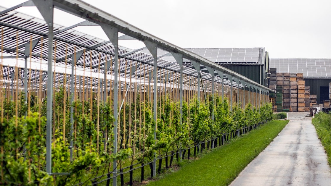 Onder de zes rijen panelen speelt de fruitteler met verschillende variabelen. Onder elke rij heeft hij een ander ras peren gezet (Foto: Jiri Büller)