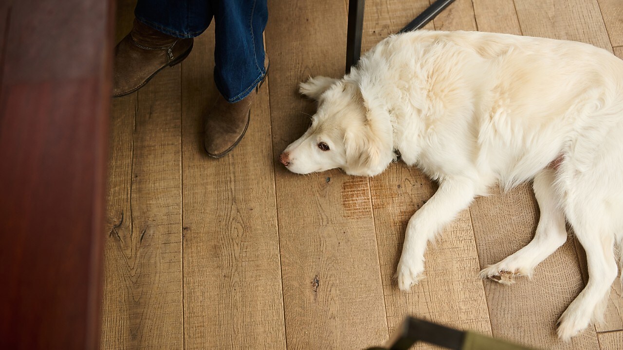 De hond van Margriet Kuijpers ligt op de keukenvloer