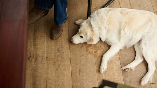 De hond van Margriet Kuijpers ligt op de keukenvloer