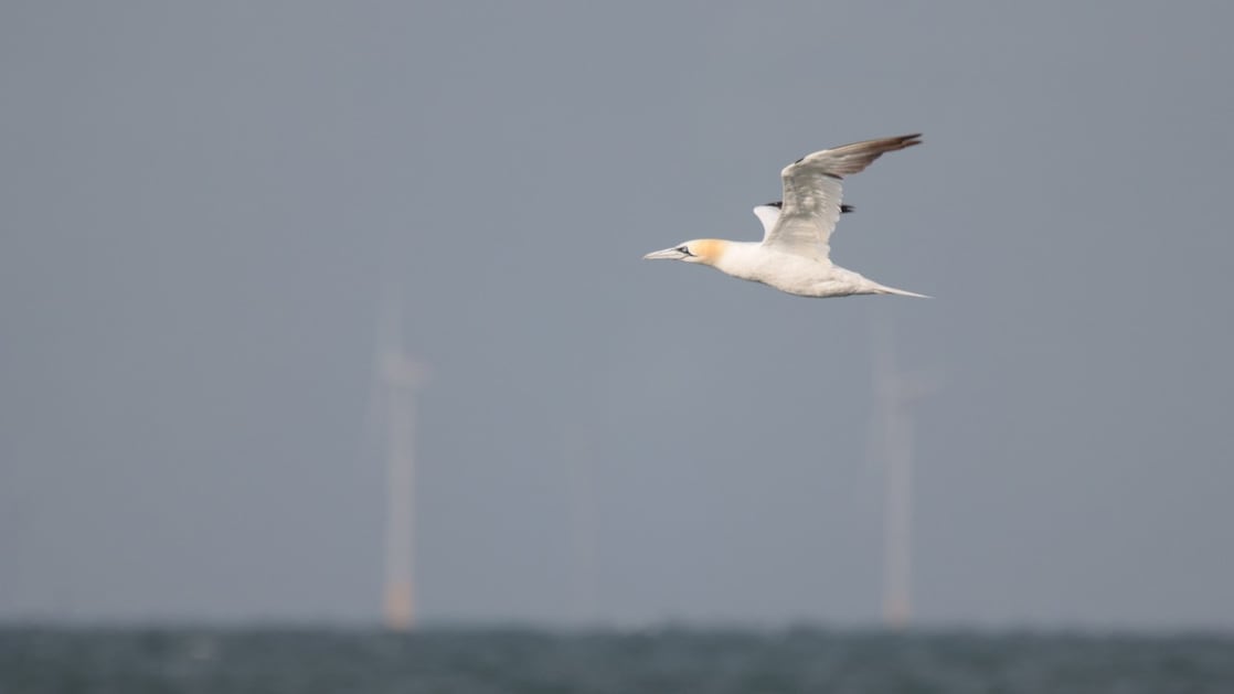 Een Jan van Gent vliegt over de Noordzee, met op de achtergrond windturbines (Beeld met dank aan Ecowende en Jeroen Kwakkel/Bureau Waardenburg)