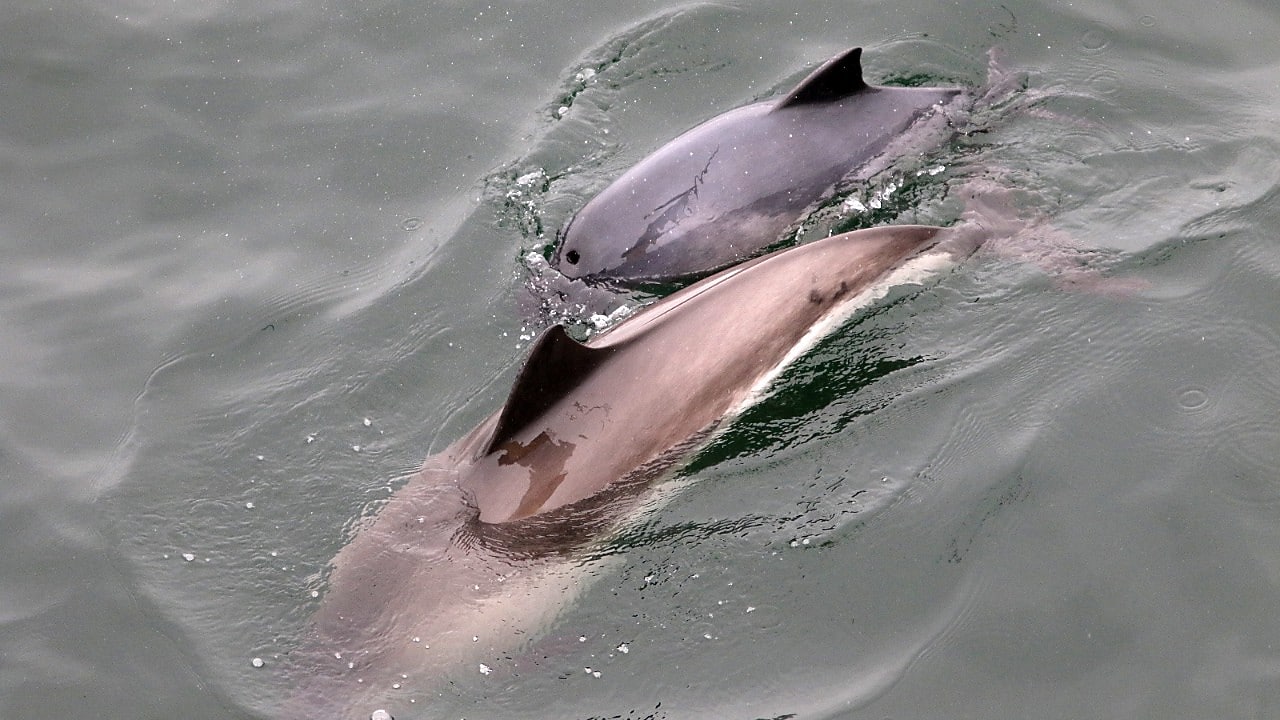 Bruinvissen. Ecowende