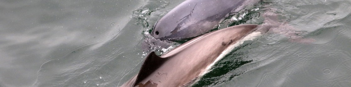 Bruinvissen. Ecowende