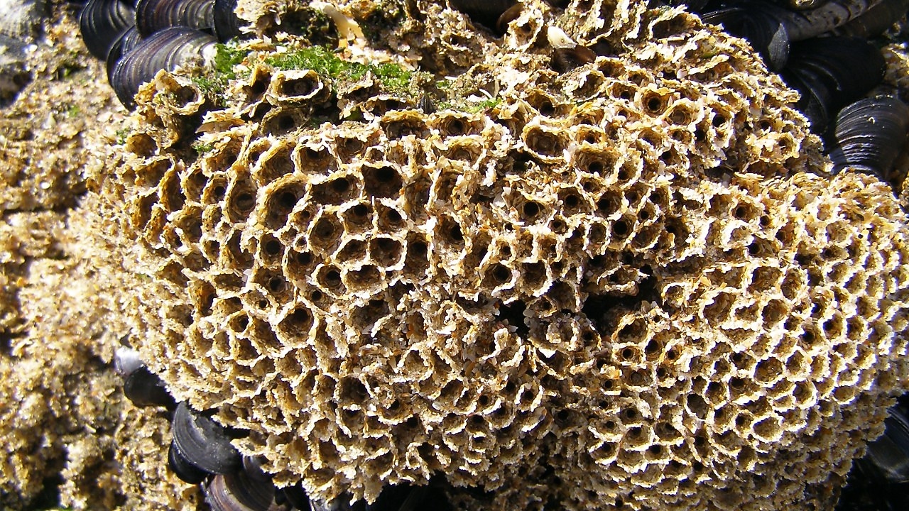 Sabellaria (Foto: Ecowende)