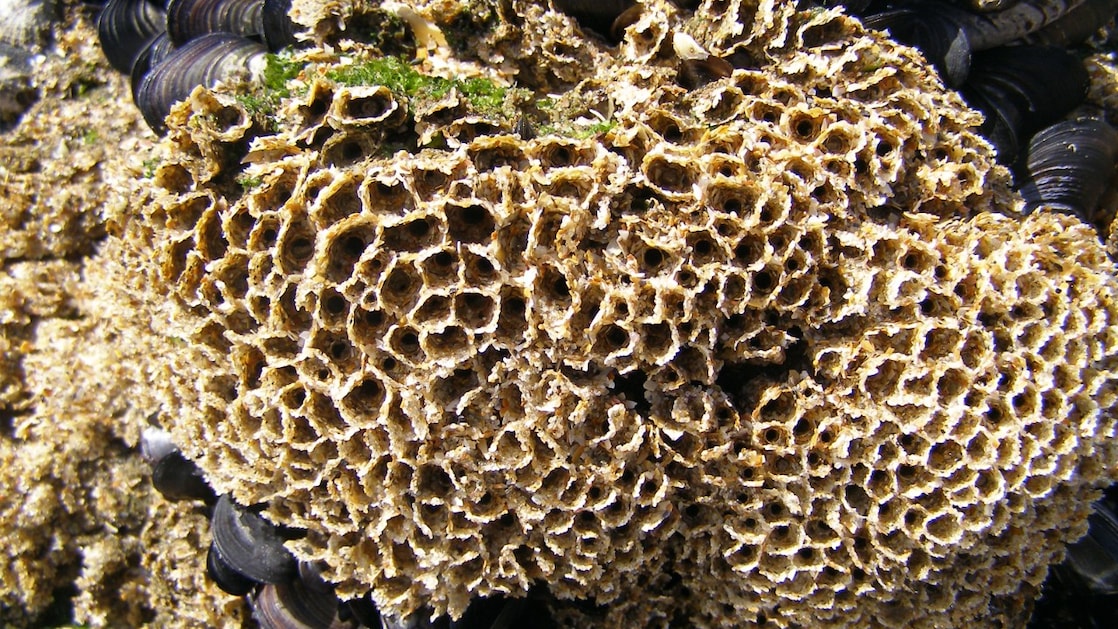 Sabellaria (Foto: Ecowende)