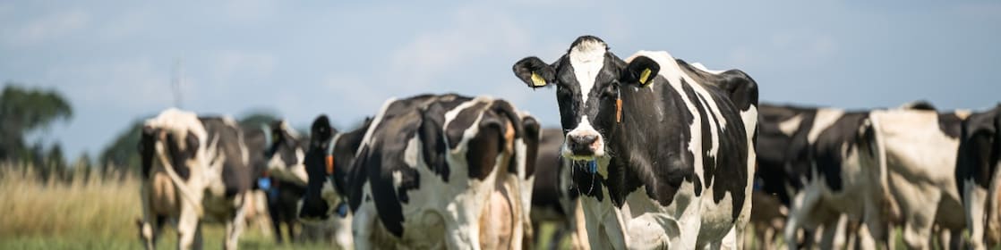 Nederlandse koeien in Drenthe (Foto: ANP/Hollandse Hoogte/Marcel Berendsen)