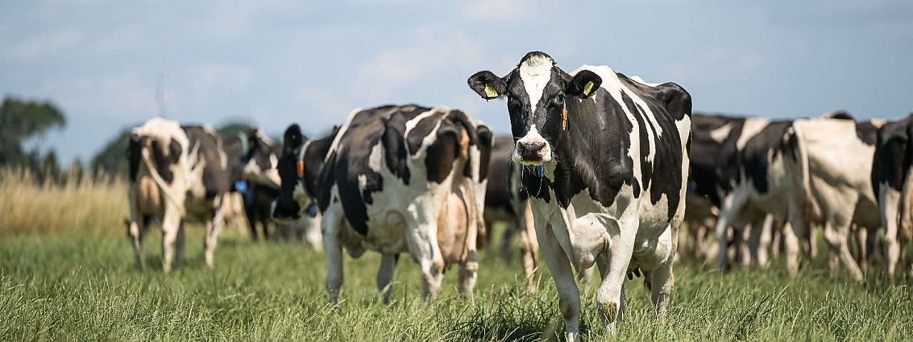 Dutch cows in a field in Drenthe, in the northeast of the country (Photo: ANP/HH/Marcel Berendsen)