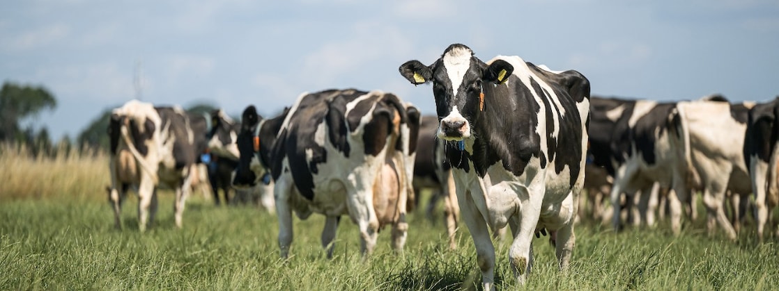 Dutch cows in a field in Drenthe, in the northeast of the country (Photo: ANP/HH/Marcel Berendsen)