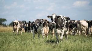 Nederlandse koeien in Drenthe (Foto: ANP/Hollandse Hoogte/Marcel Berendsen)