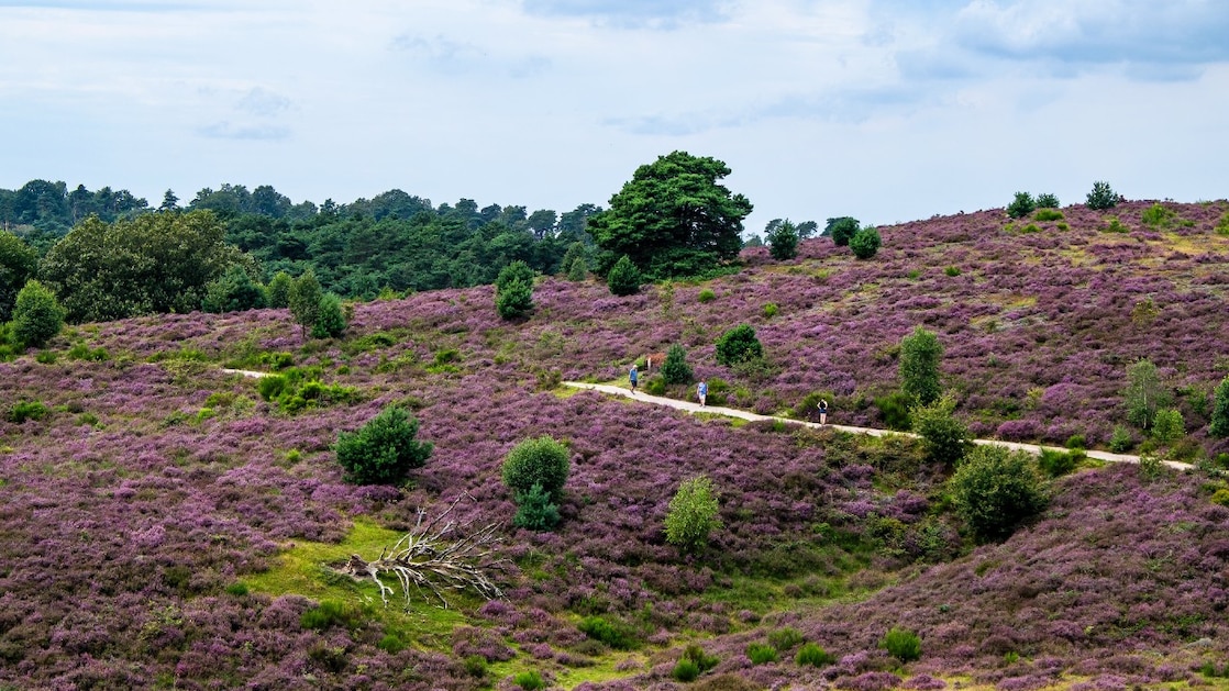The Posbank near Arnhem/Rheden in the east of the Netherlands is part of probably the most known Dutch Natura 2000 area: the Veluwe (Photo: Marcel Burger)