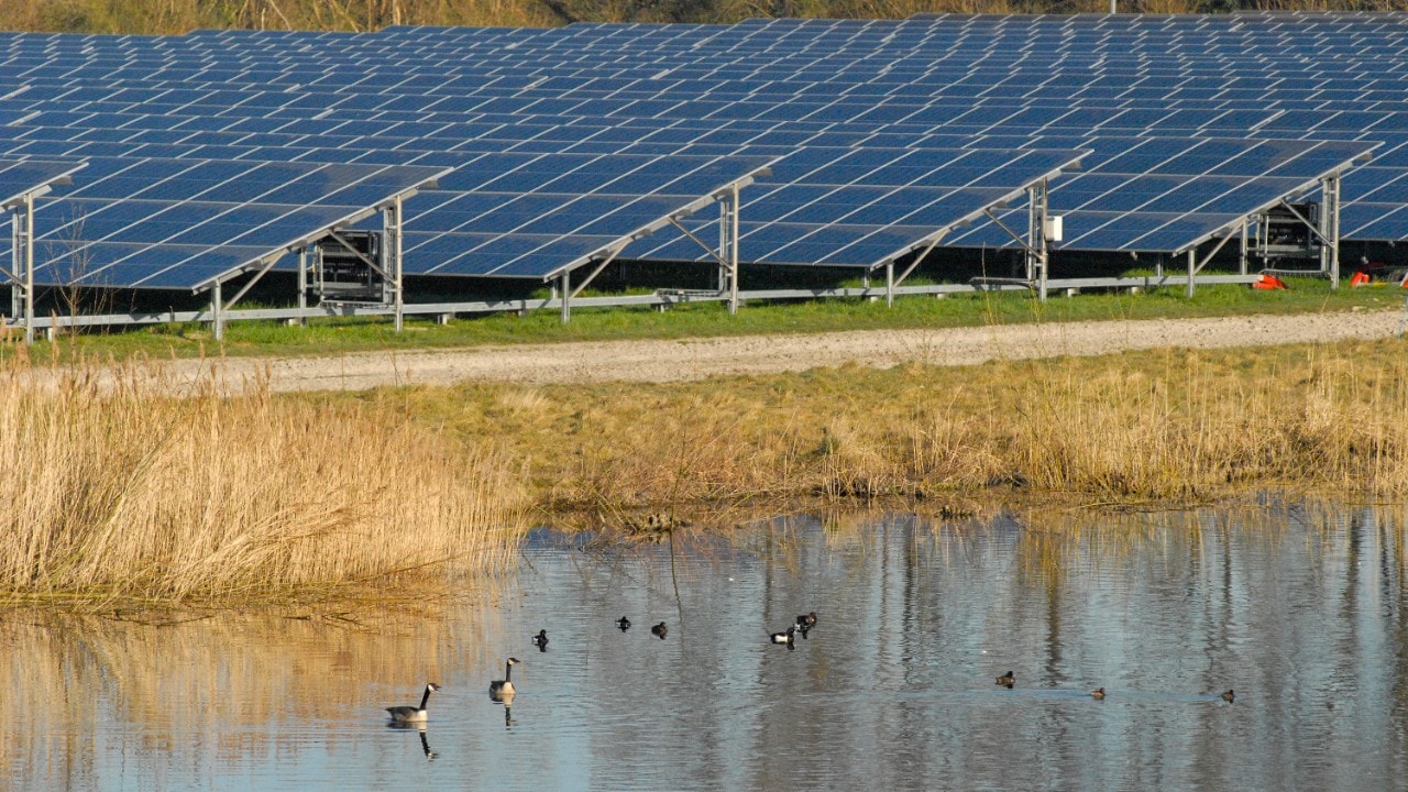 De vijver met watervogels en zonnepanelen van Sas van Gent-Zuid, begin 2022 (Foto: Wendel Broere)