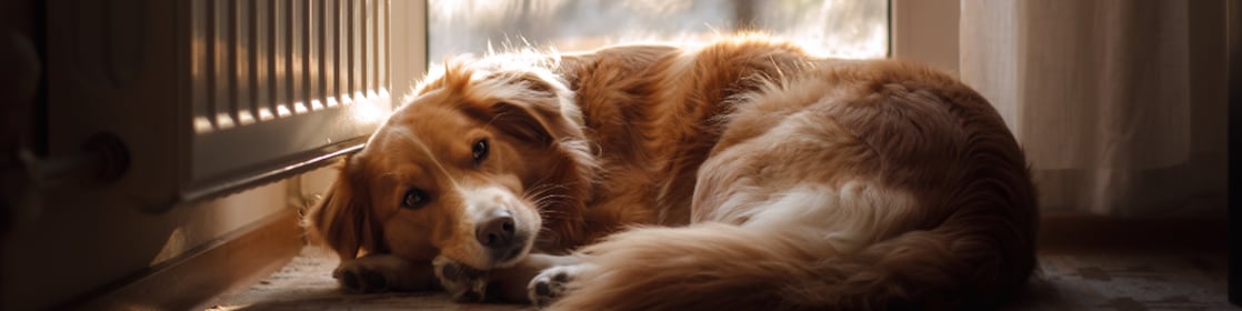 Een hond bij de radiator (AI-gegenereerd beeld met Adobe Firefly)