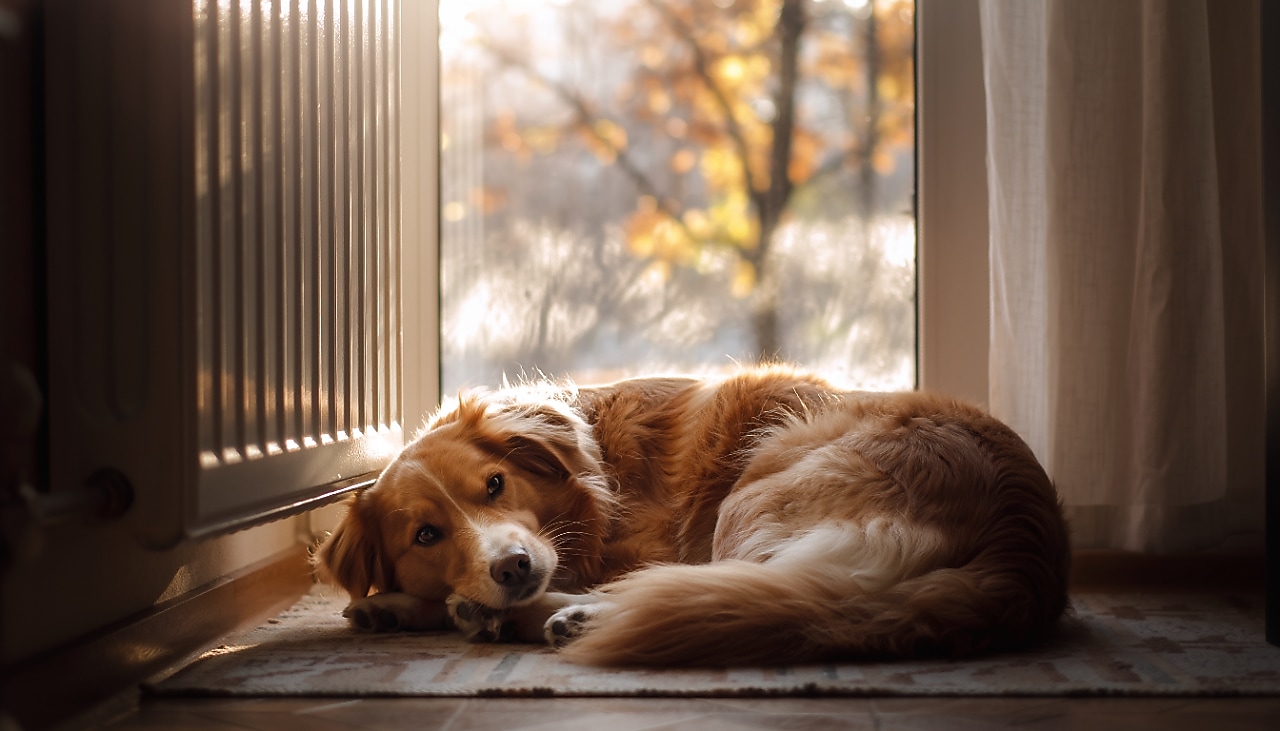 Een hond bij de radiator (AI-gegenereerd beeld met Adobe Firefly)
