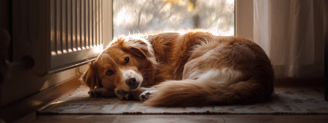 A dog in front of the heater (Photo: AI-generated with Adobe Firefly)