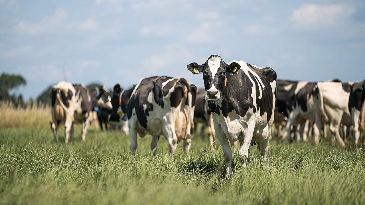Nederlandse koeien in Drenthe (Foto: ANP/Hollandse Hoogte/Marcel Berendsen)