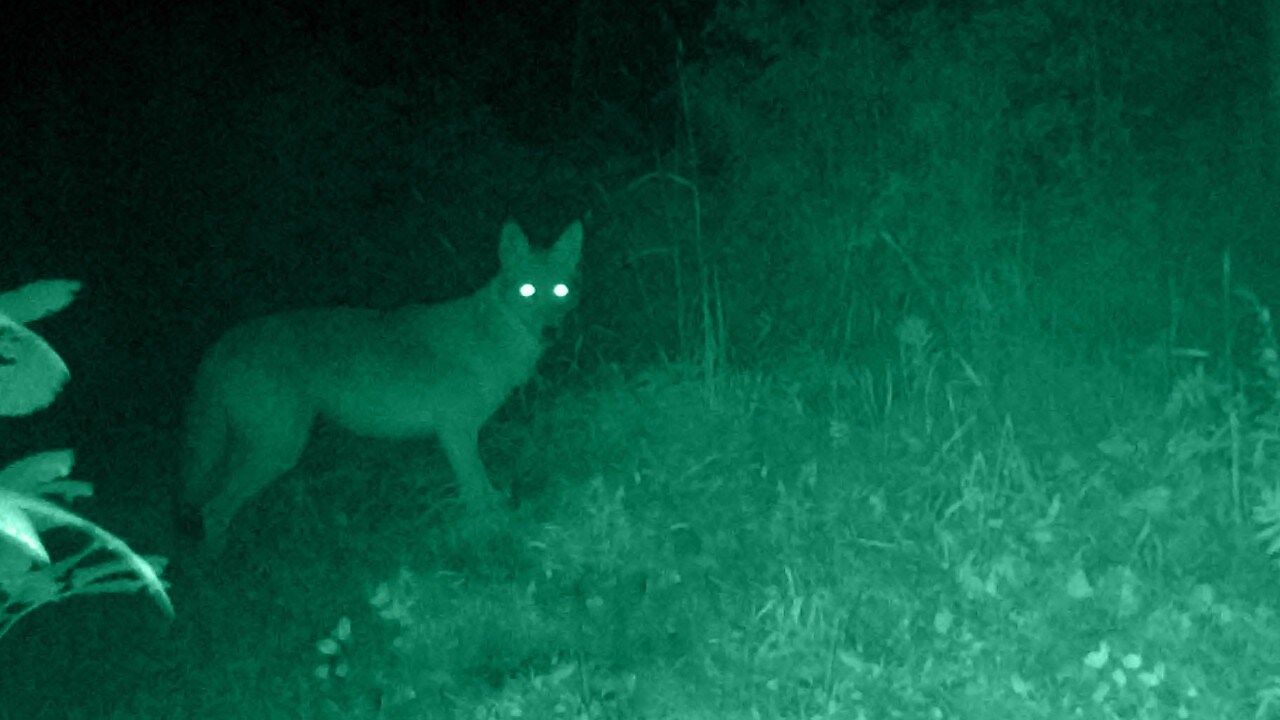 Nachtkijken (Beeld: Getty Images)