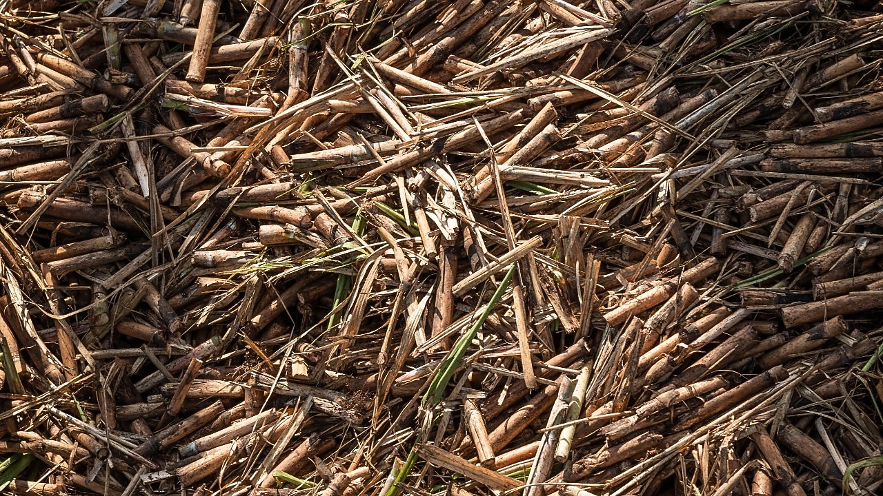 Grondstof voor biobrandstof bij Raizen, Brazilië