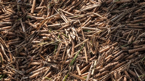 Grondstof voor biobrandstof bij Raizen, Brazilië