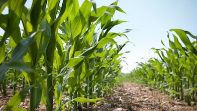 Rijen mais in het veld.