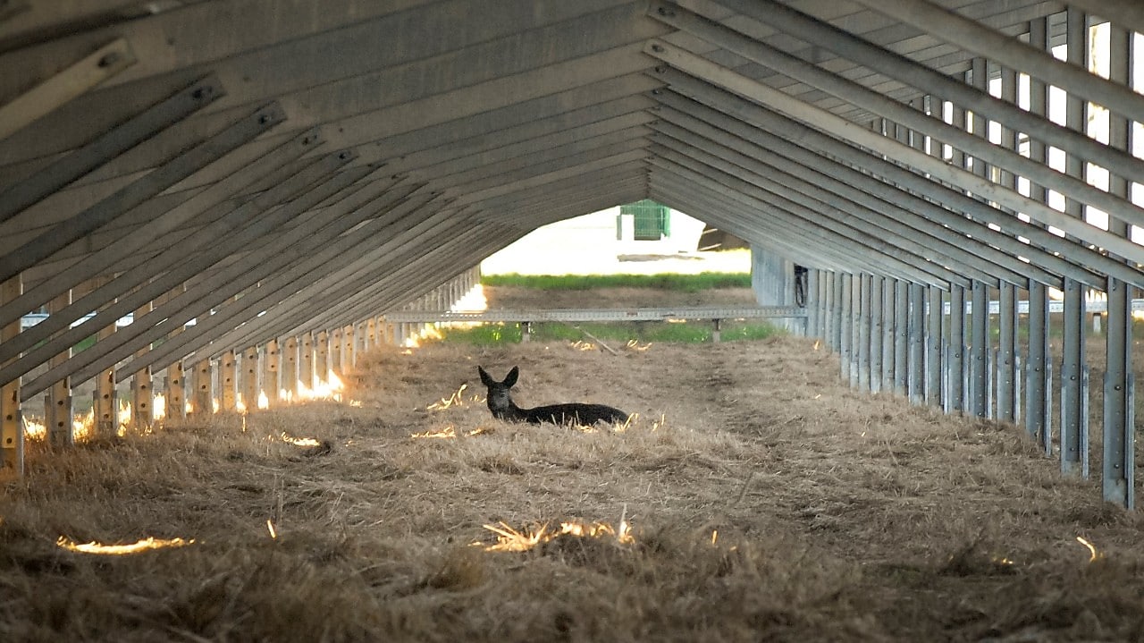 Een ree onder de zonnepanelen van Sas van Gent-Zuid (Foto: Wendel Broere/Shell Nederland)