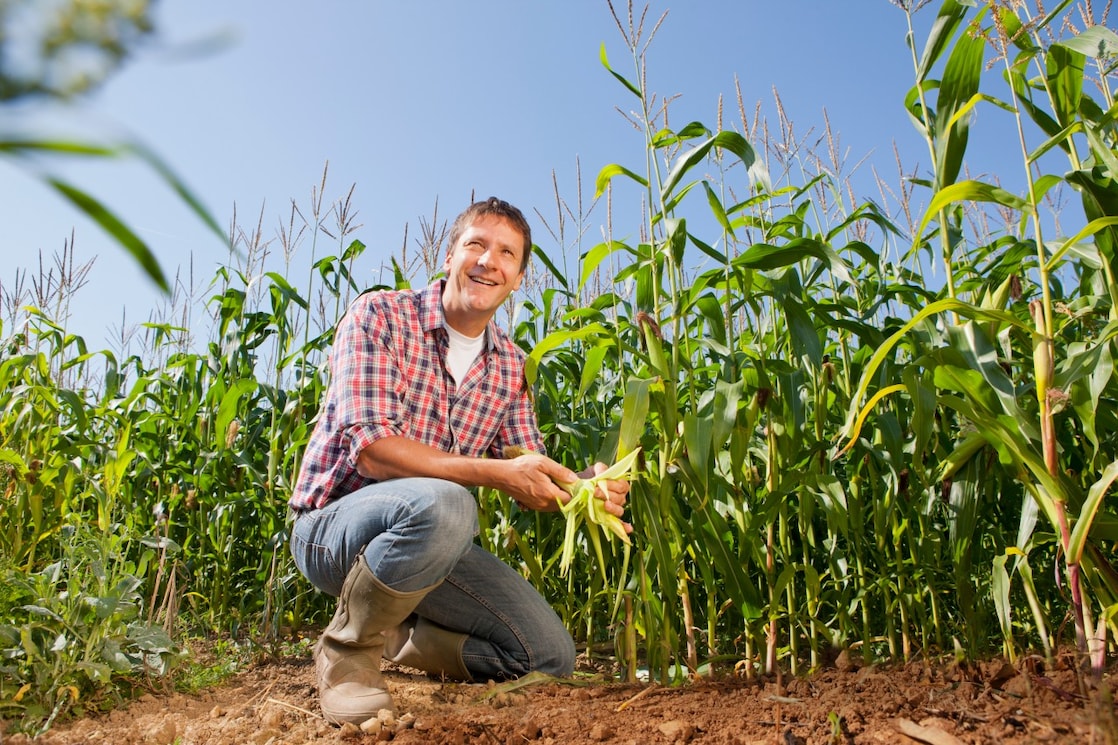 Boer inspecteert zijn gewas (Foto: Getty Images)