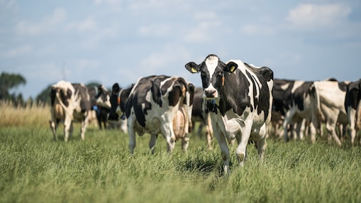 Koeien in een Nederlands weiland (Foto: Marcel Berendsen/Hollandse Hoogte/ANP)
